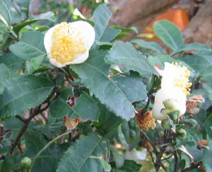 茶の花