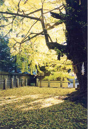 写真：葛飾八幡宮の千本公孫樹