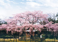 原木山妙行寺の枝垂桜