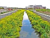 大柏川の風景