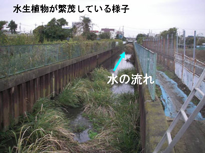 水生植物が繁茂している様子 水生植物が繁茂している様子
