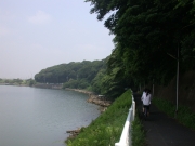 江戸川沿いの斜面林　（2005.07.15）