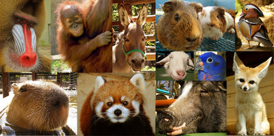 写真：市川市動植物園の動物たち