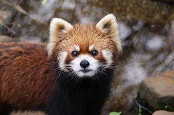 レッサーパンダ、ナミの画像 レッサーパンダ、ナミの画像