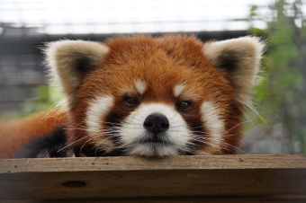レッサーパンダ、メイトの画像 レッサーパンダ、メイトの画像