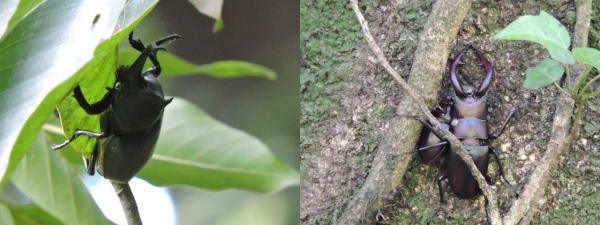左 カブトムシの雄 右 雌を守るノコギリクワガタの雄
