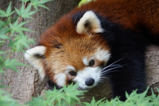 市川市動植物園 シセンレッサーパンダ