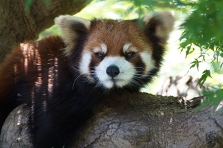 レッサーパンダ、ユーファの画像 レッサーパンダ、ユーファの画像