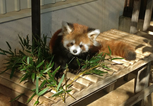レッサーパンダのこどもの画像 レッサーパンダのこどもの画像
