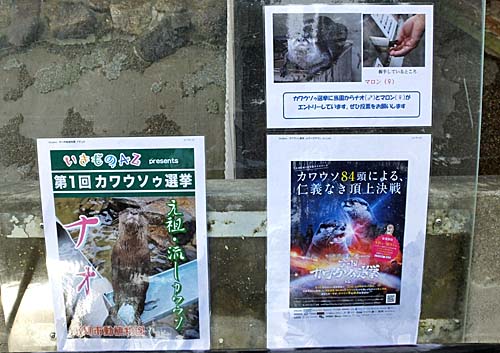 カワウソゥ選挙看板の写真 カワウソゥ選挙看板の写真