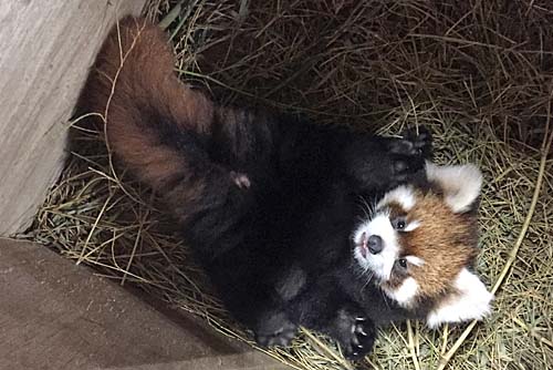 レッサーパンダの赤ちゃんの画像 レッサーパンダの赤ちゃんの画像