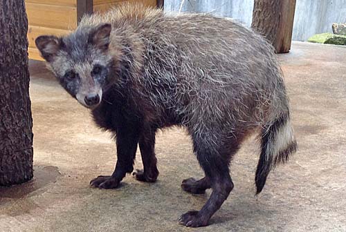 夏のタヌキの画像 夏のタヌキの画像