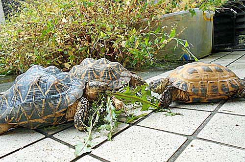 カメの画像 カメの画像