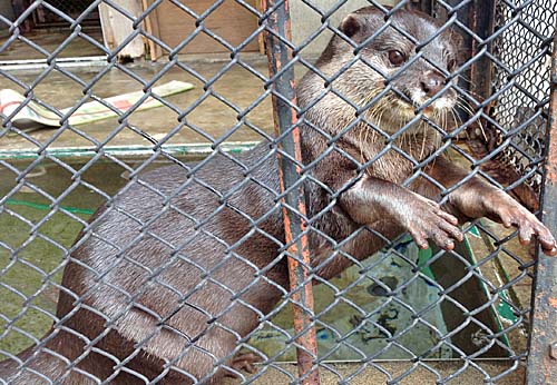 手を出しているコツメカワウソの画像 手を出しているコツメカワウソの画像
