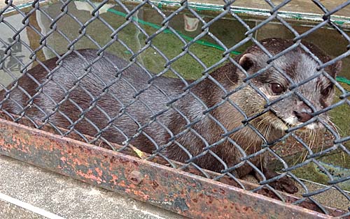 コツメカワウソの画像 コツメカワウソの画像