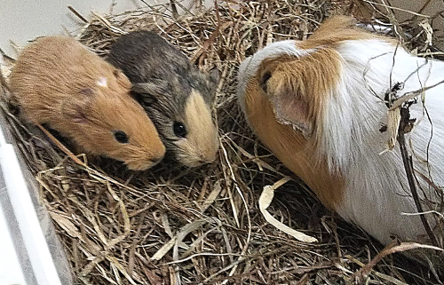 市川市動植物園 市川市動植物園飼育日誌 18年2月