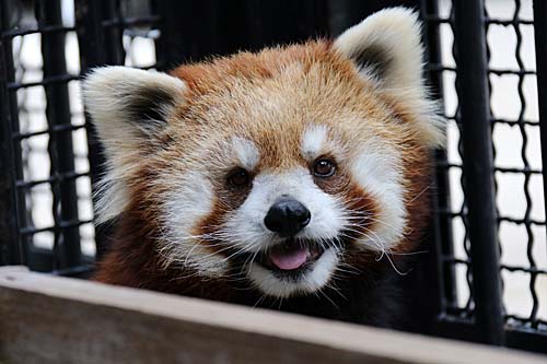 市川市動植物園 市川市動植物園飼育日誌 18年2月