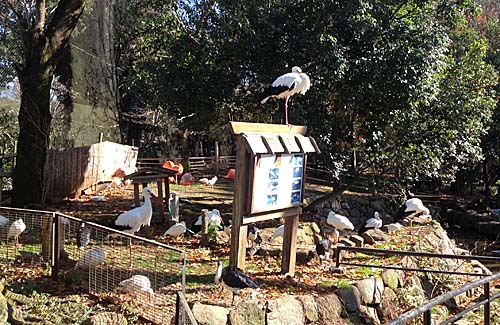 日光浴をする鳥たちの画像 日光浴をする鳥たちの画像