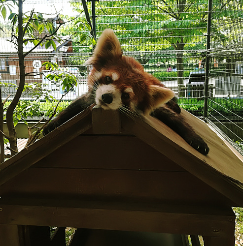 レッサーパンダのムギの画像 レッサーパンダのムギの画像