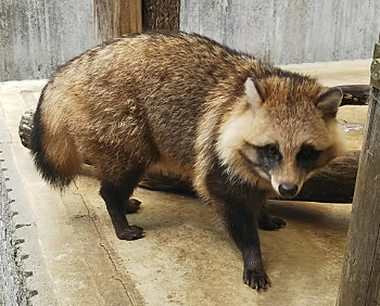 市川市動植物園 市川市動植物園飼育日誌 18年5月