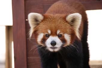 レッサーパンダ、イチ丸の画像 レッサーパンダ、イチ丸の画像