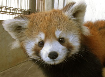 市川市動植物園 シセンレッサーパンダ