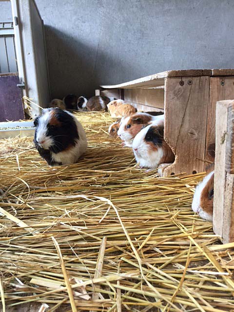 市川市動植物園 動植物園見どころ情報
