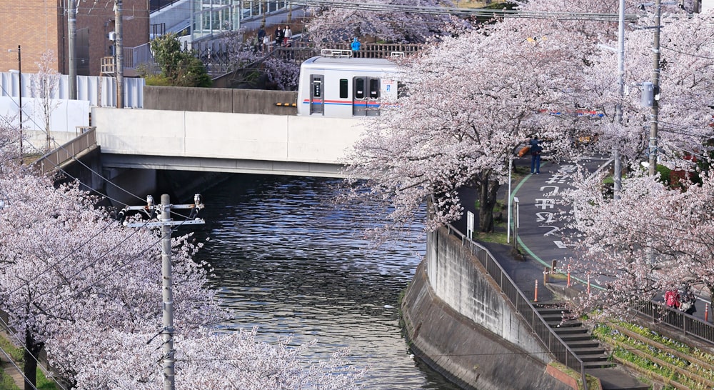 桜並木