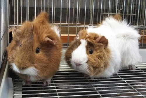 市川市動植物園 市川市動植物園飼育日誌 19年1月
