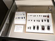 昆虫標本の展示の写真