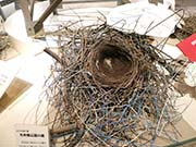 カラスの巣の写真