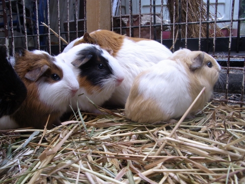市川市動植物園 市川市動植物園飼育日誌 19年4月