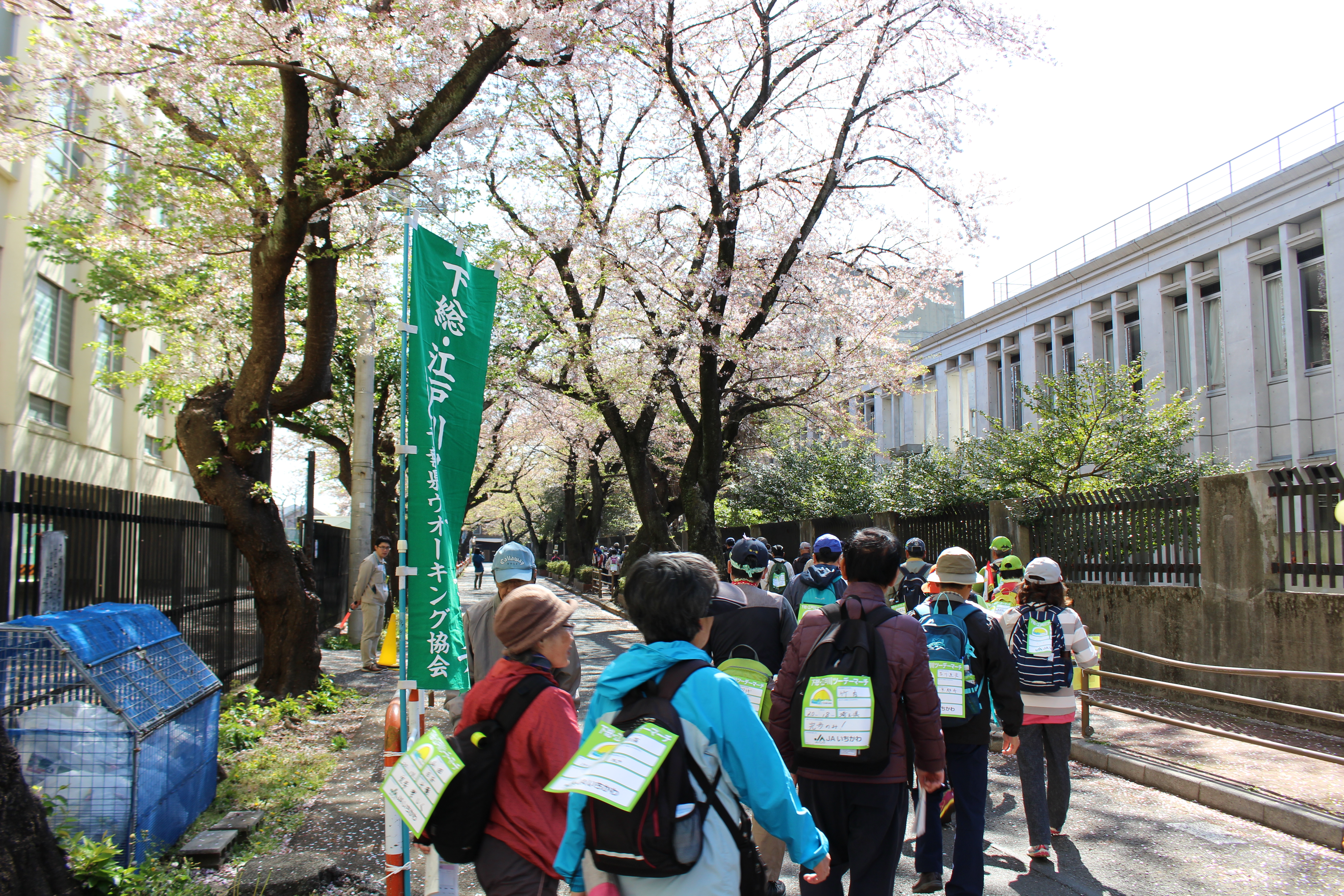 写真：桜並木の下を歩く参加者たち