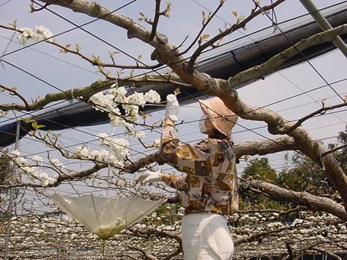 画像：梨の花摘みボランティア
