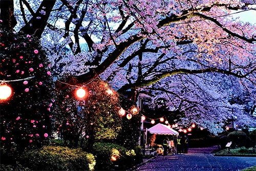 画像：幻想的な夜桜ライトアップ