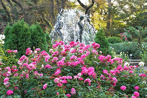 画像：満開のバラと噴水
