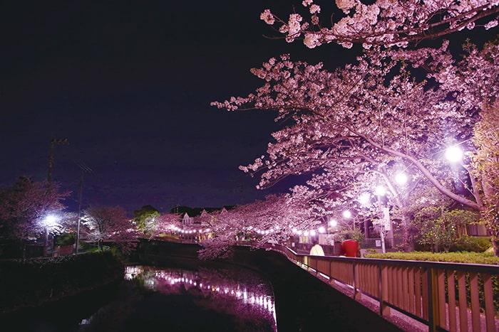 画像：夜も輝く真間川の桜