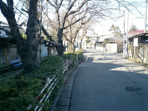 写真：文学の道(桜土手)