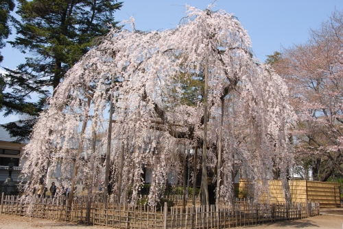 伏姫桜（春）