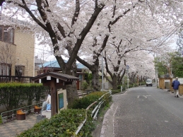 文学の道・春（クリックすると花の見どころ紹介のページにリンクします）