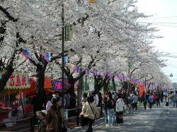 写真:曽谷小学校前桜祭り