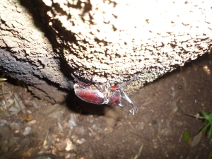 写真：カブトムシ