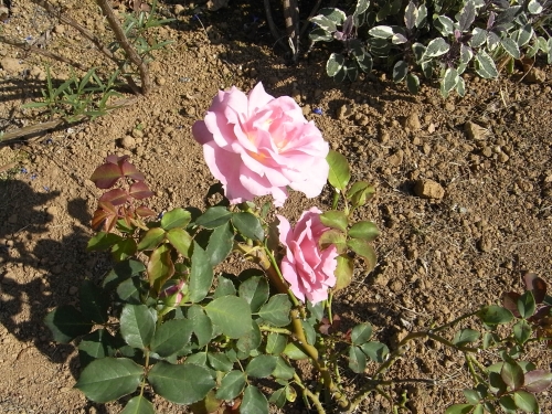 ローゼンハイム広場に植栽されたバラ