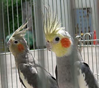 オカメインコの画像 オカメインコの画像