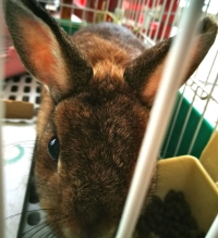 うさぎ