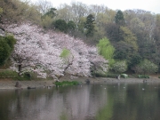 じゅん菜池緑地の桜　（2002.03.22）