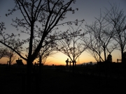 夕暮れ　さくら堤公園　（2010.03.21）