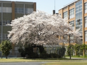桜の木　筑波大学付属聴覚特別支援学校　（2011.04.14）