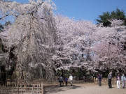 伏姫桜と八重紅シダレ 弘法寺　（2009.04.06）