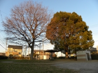 エノキとクスノキ　八反割公園　（2011.12.24）